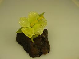 boro hibiscus